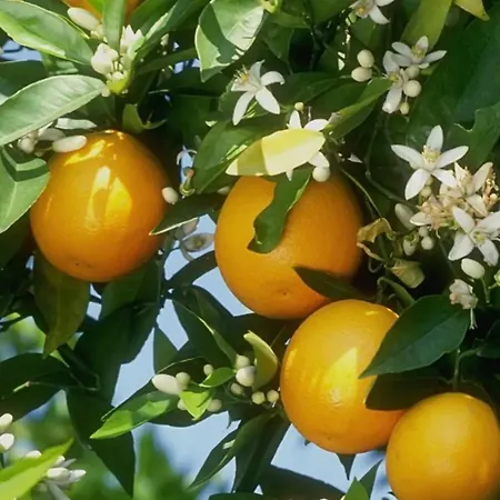 Del Giglio Alojamento de Acomodação e Pequeno-almoço Cefalù